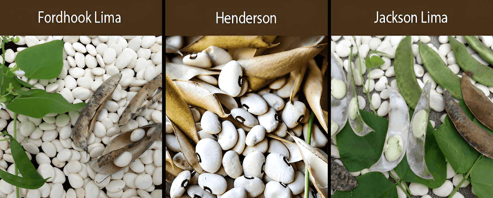 fordhook lima bean henderson lima bean jackson lima bean varieties